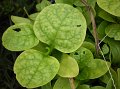 Ceylon spinach